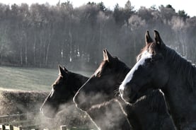 Classic Equine Equipment