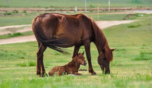 horses in pasture