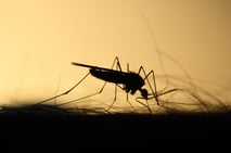 mosquito-3860900_1280