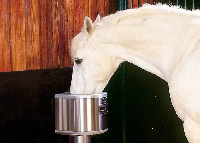 heat-stress-heat-stroke-in-horses