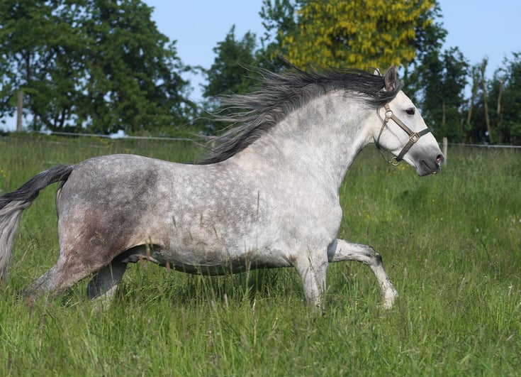 Keeping Your Grey Horse Clean