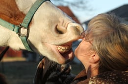 Classic Equine Equipment