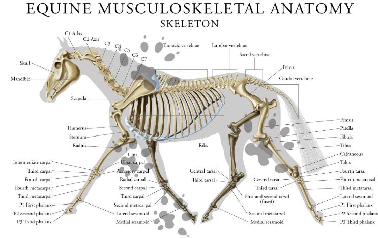 Musculoskeletal Anatomy Of Your Horse pelvis vertebrae diagram 
