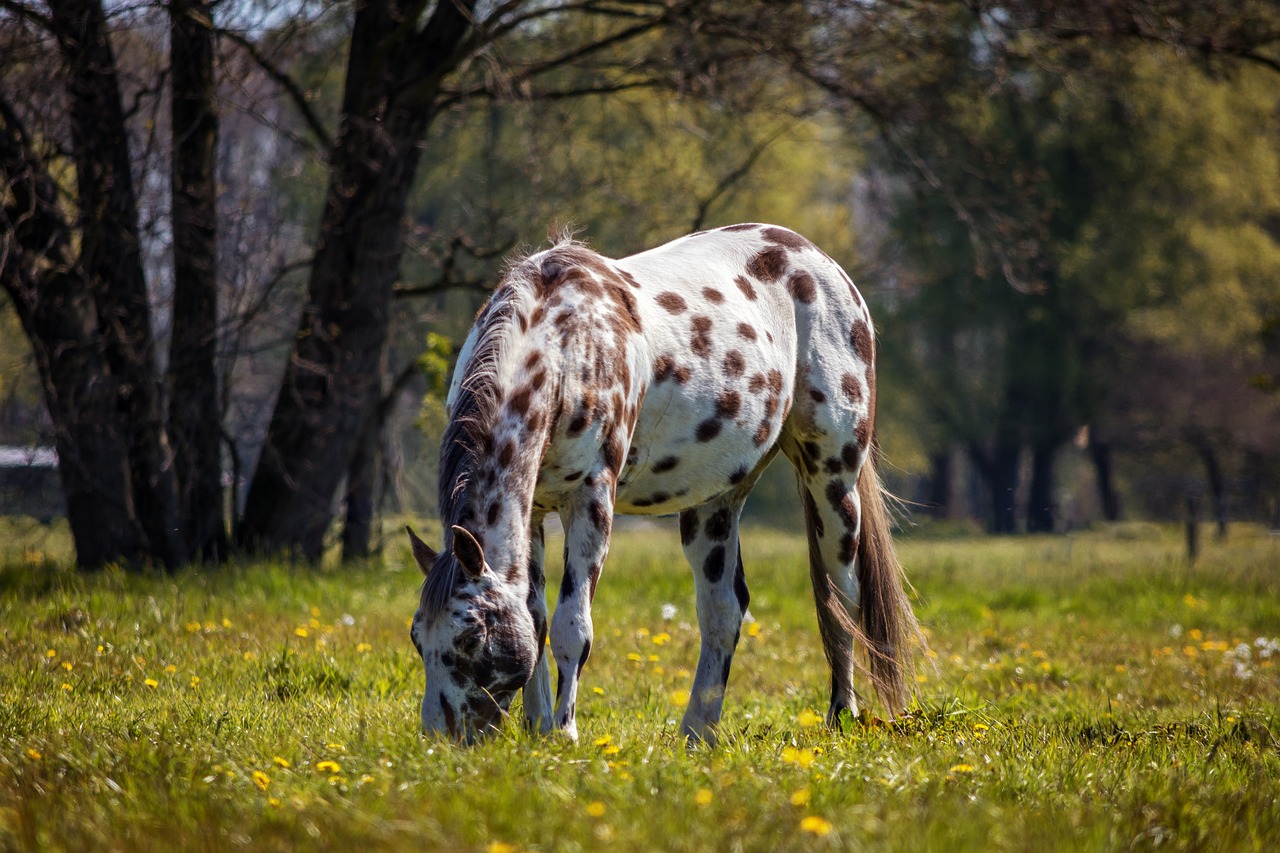 appaloosa