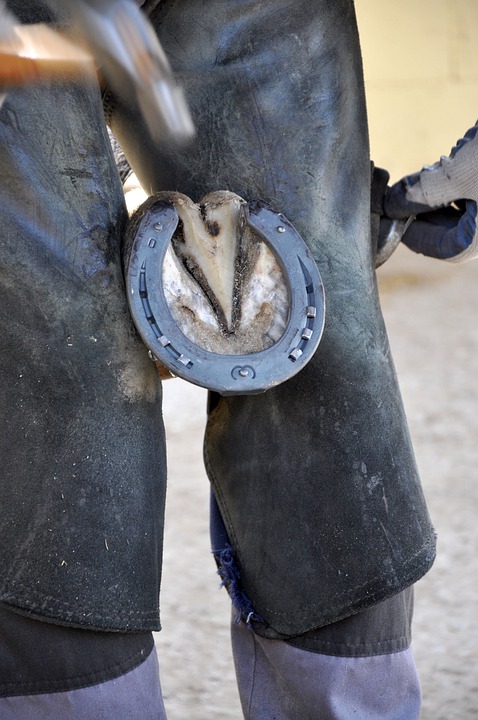 Classic Equine Blog- Hoof Abscess