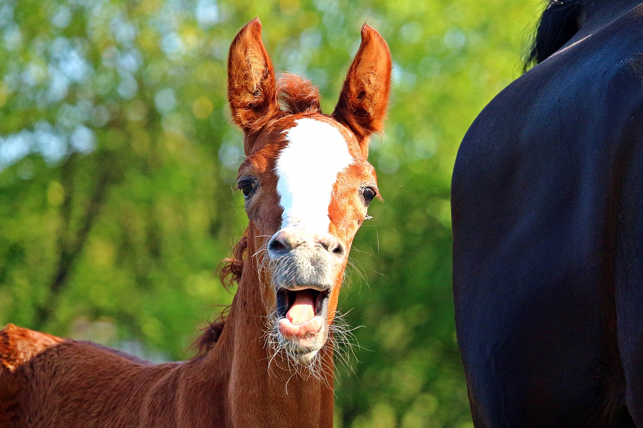 foaling season oh my