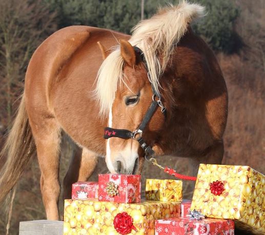 horse with presents Photo Credit -EventingConnect 12-20-18