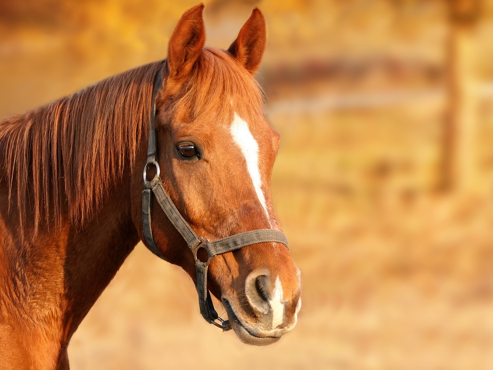 Aromatherapy for your horse CEE Blog