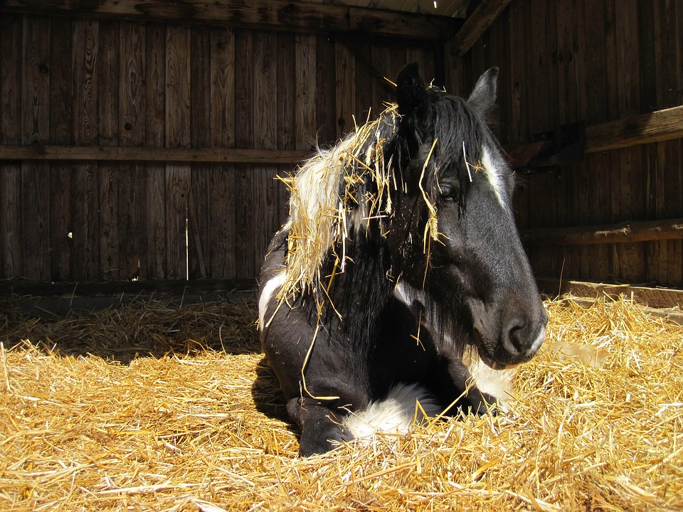 Classic Equine Equipment Blog