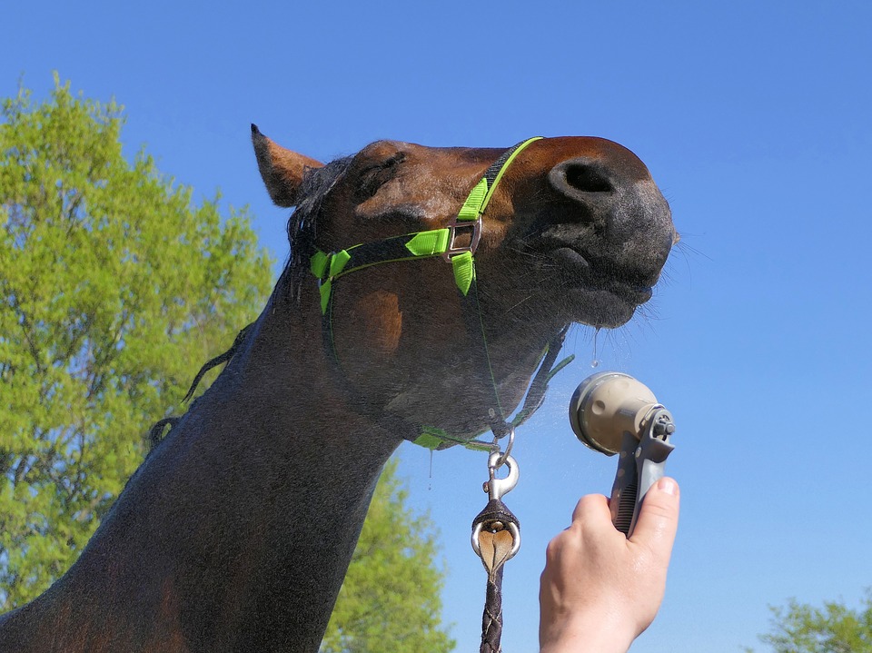 Classic Equine Equipment Horse Blog