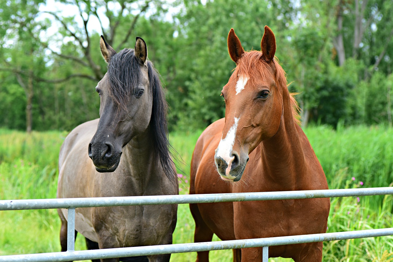 Stall boredom - horse blog