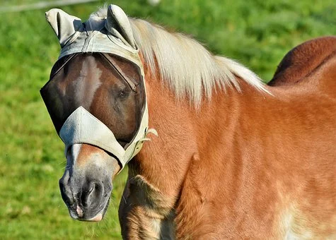 Classic equine horse blog