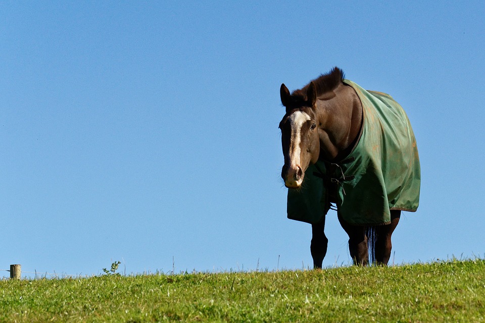 Horse Blanketing - Classic Equine Blog