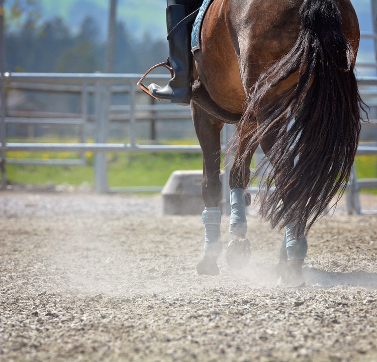 Horseback riding - CEE Blog