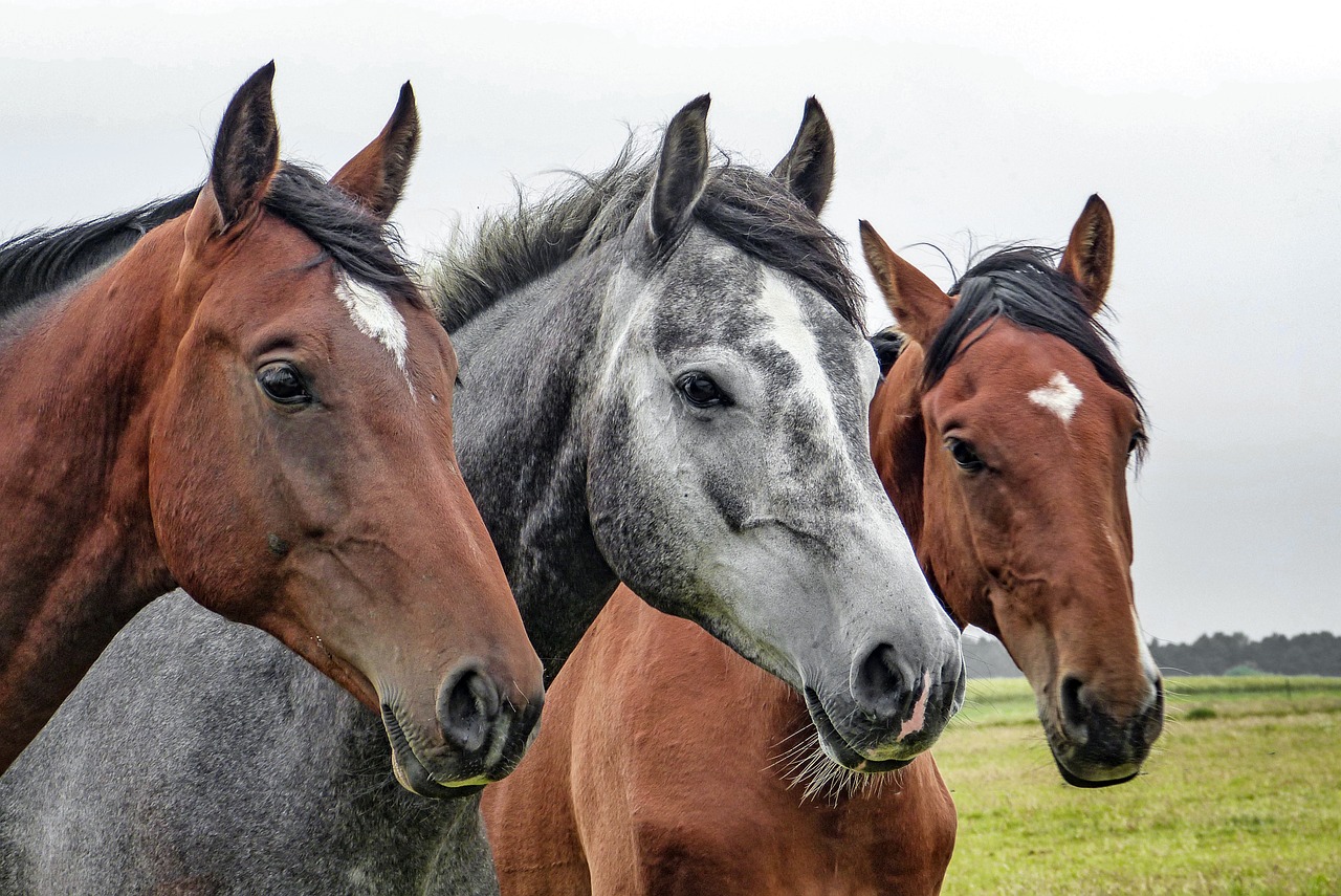 horses-1414889_1280-1