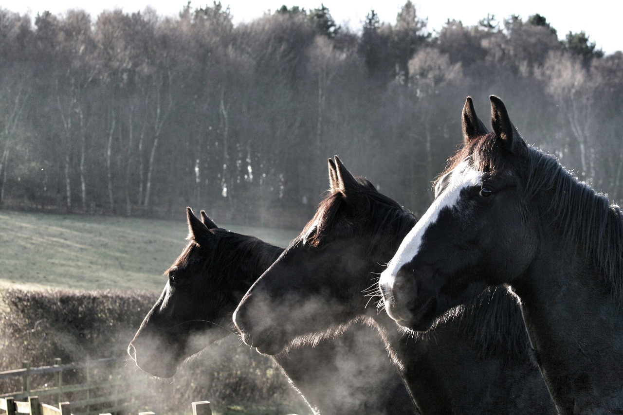 horses-2048588_1280