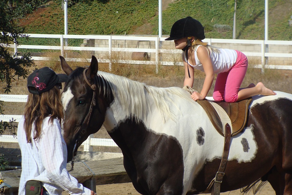 Classic Equine Blog