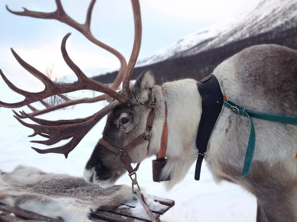 Santa's Reindeer - Classic equine blog
