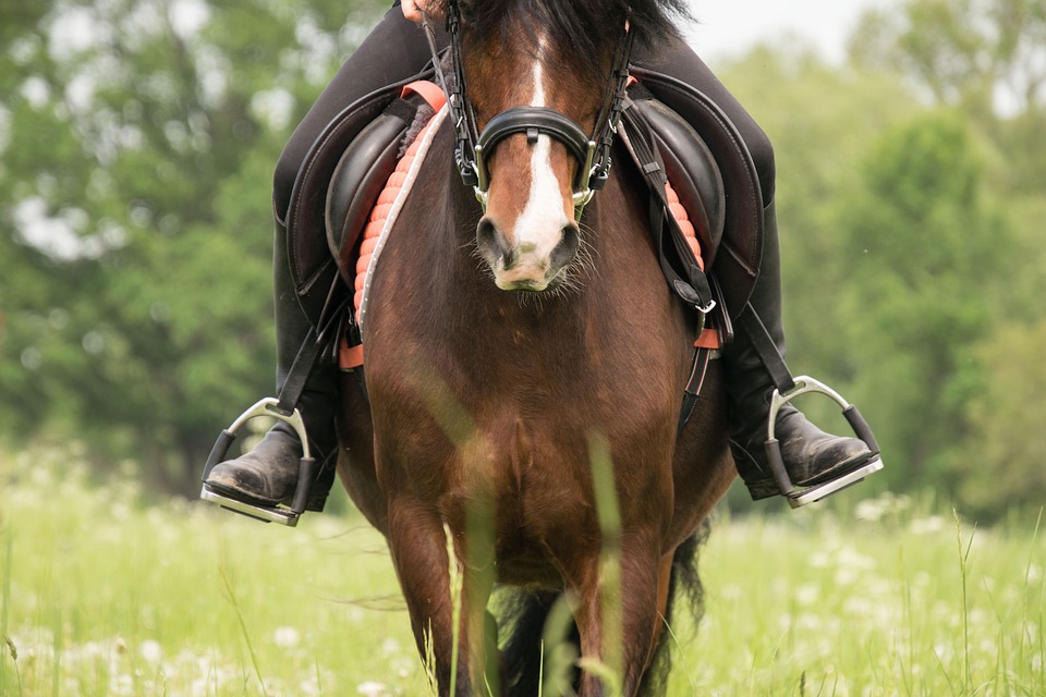 Classic Equine Equipment Blog