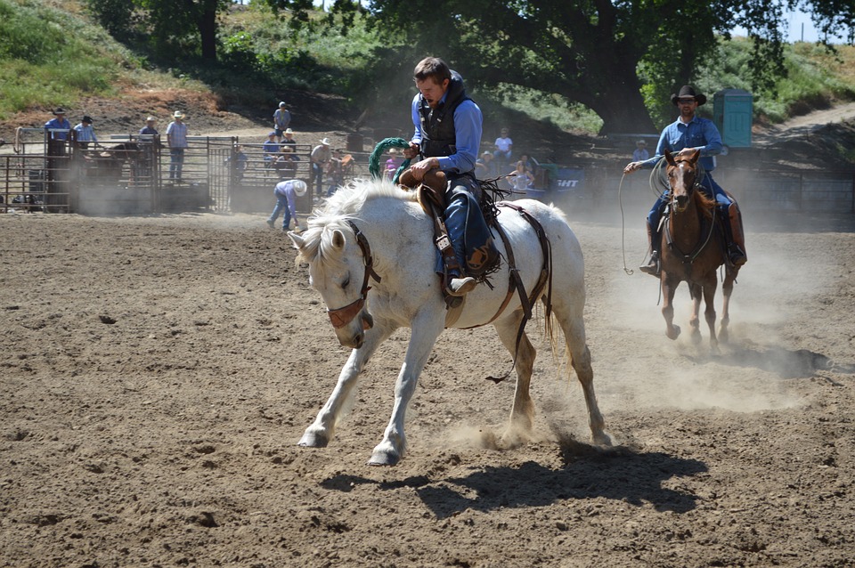 Classic Equine equipment Blog