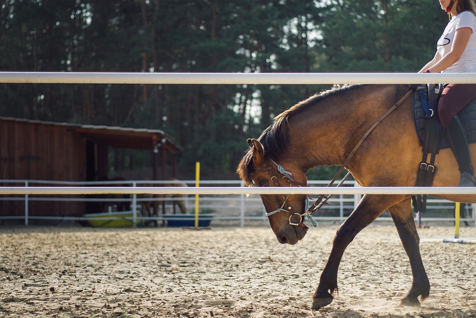 Classic Equine Equipment Blog - Mindfulness