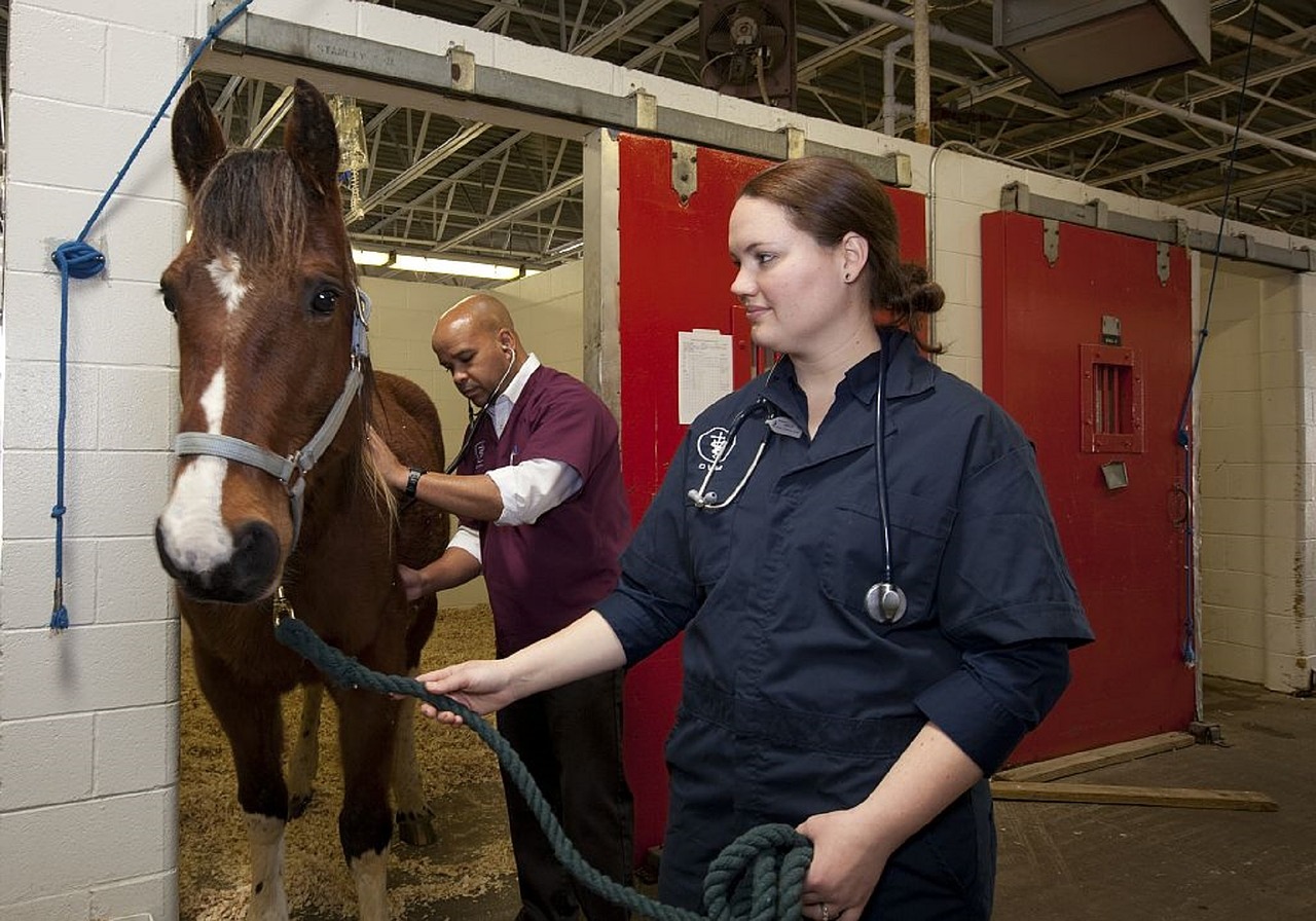 veterinarians